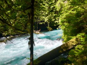 Read more about the article McKenzie River Trail, Oregon