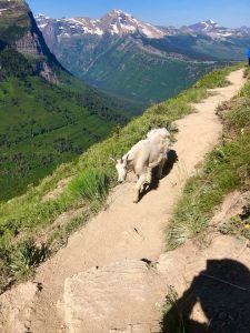 Read more about the article Glacier National Park – The Highline Trail