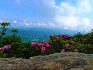 Read more about the article Roan Mountain, TN