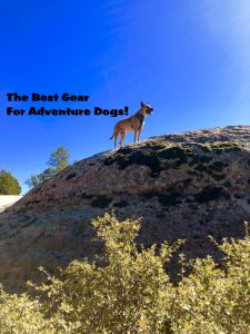 Read more about the article Best Dog Gear For Adventure Dogs