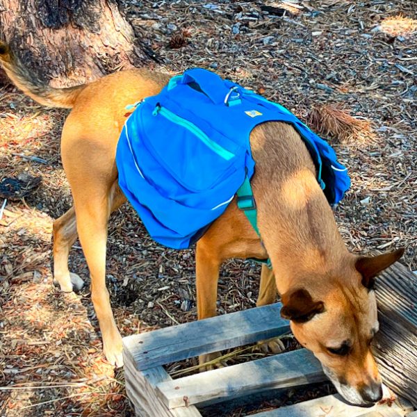 Dog Backpacking: Ruffwear Approach™ Pack