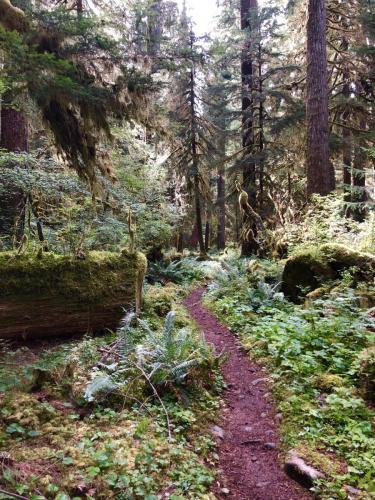 Hoh River Trail in Olympic National Park