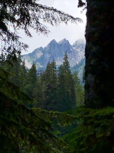 Hoh River Trail in Olympic National Park