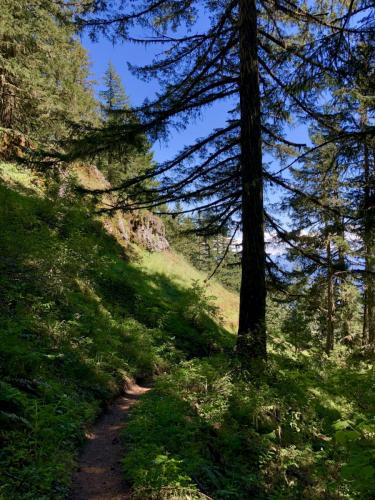 Alpine Trails, Oakridge, OR
