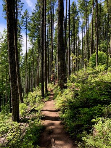 Upper Dead Mountain Trail, Oakridge, Oregon